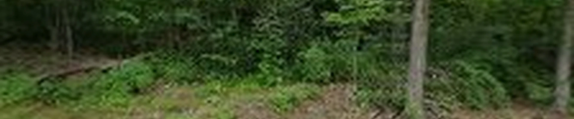 Zeigler's Stump Grinding and Tree Removal