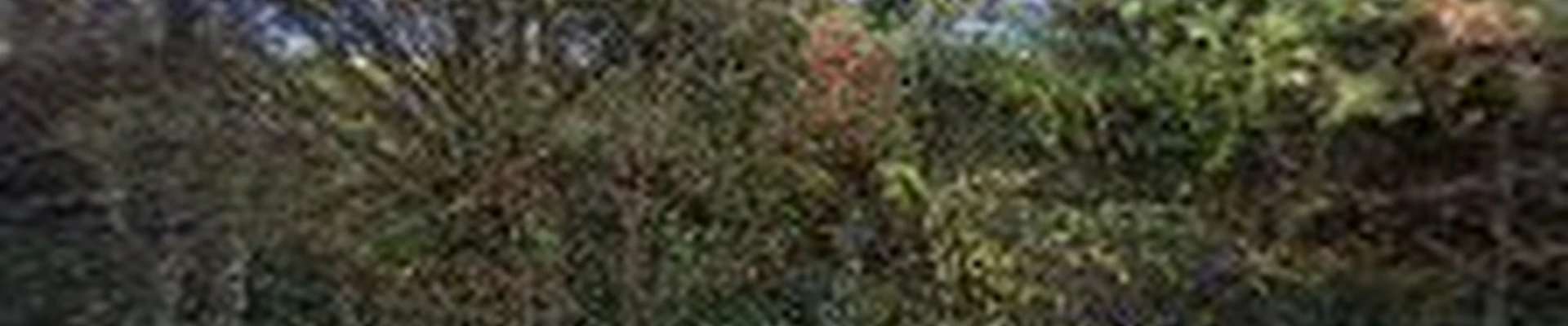 Ronald Dean Tree Trimming and Removal