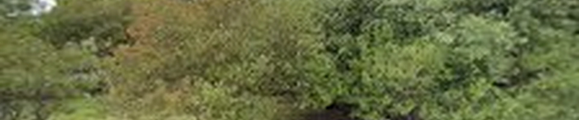 Pro Cut Lawncare and Landscape
