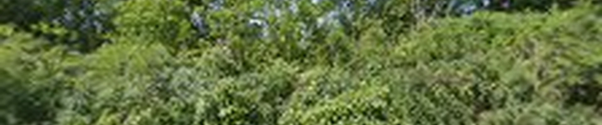 Kobs & Roberts Tree Service & Firewood Sales