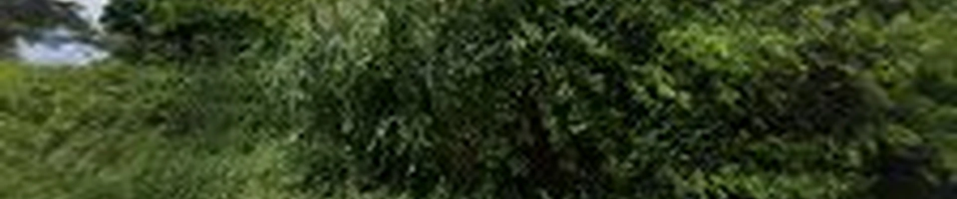 Beaver Tree LLC