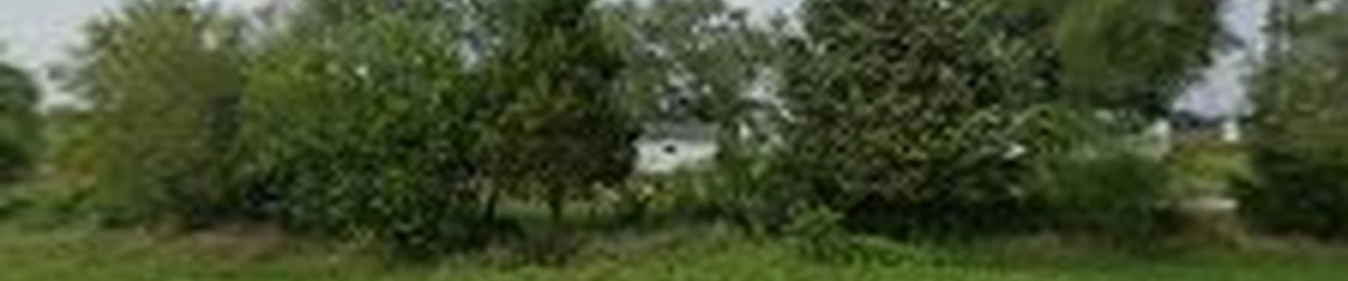 Arbor Management