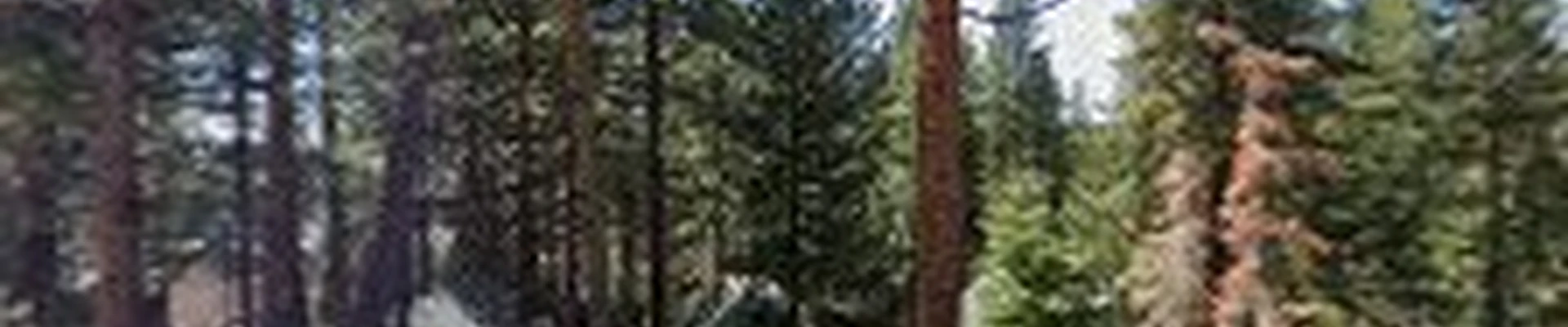RTR Tree Service