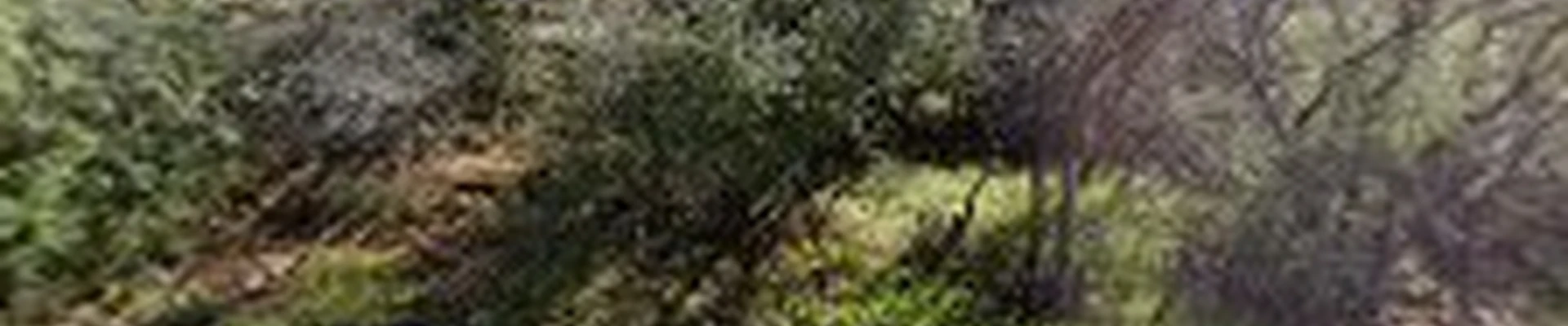 Guardian Tree Service