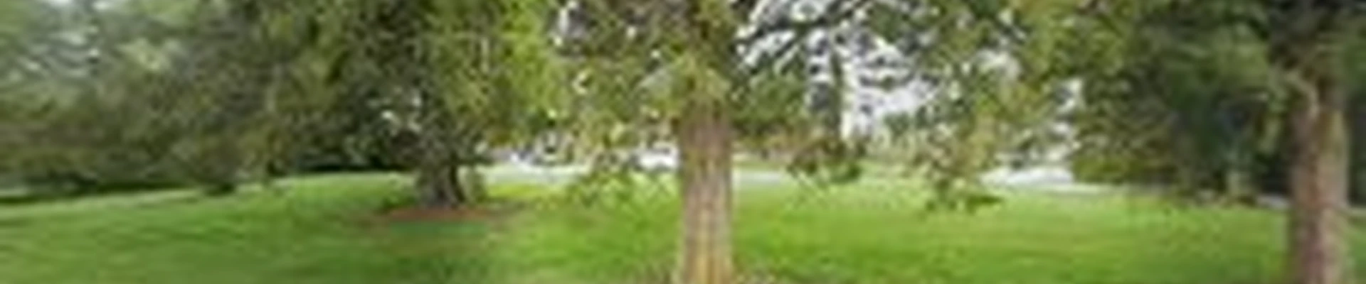 Coastie's Tree Service