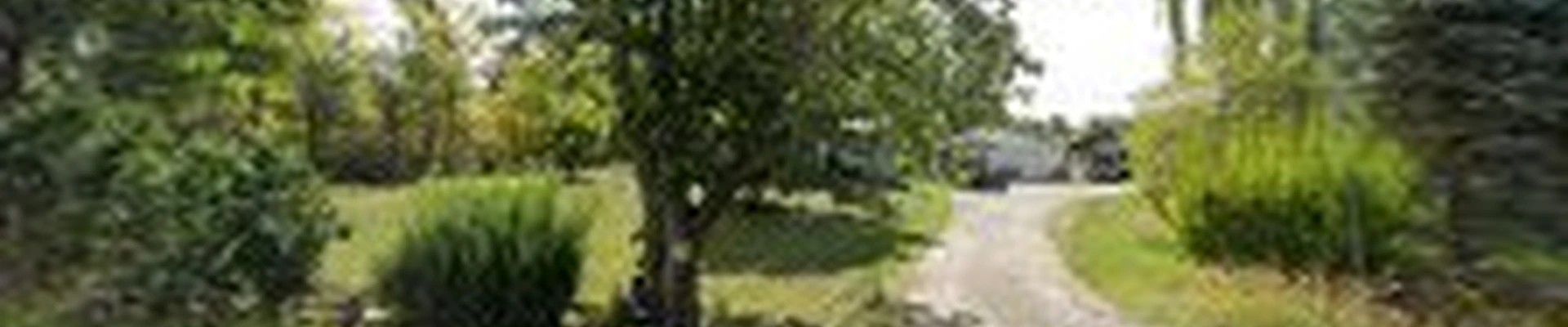 Wyatt Van Buren Tree Services
