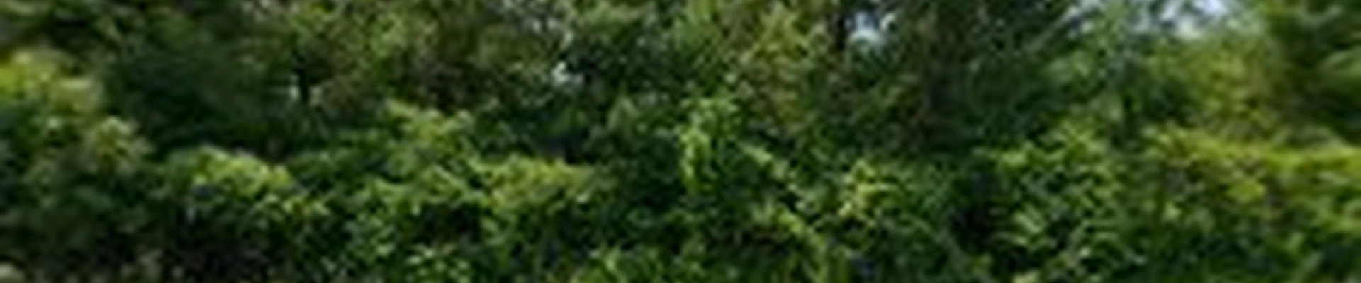 Shorthills Tree Service