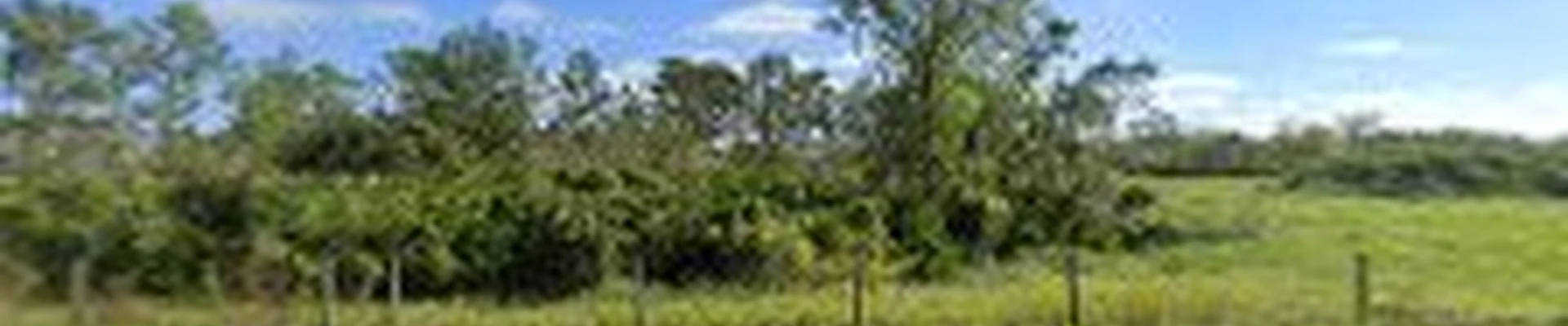 Manatee Tree Service