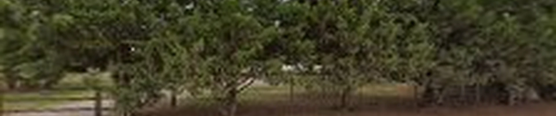 Hildebrandt Tree Tech - SavATree