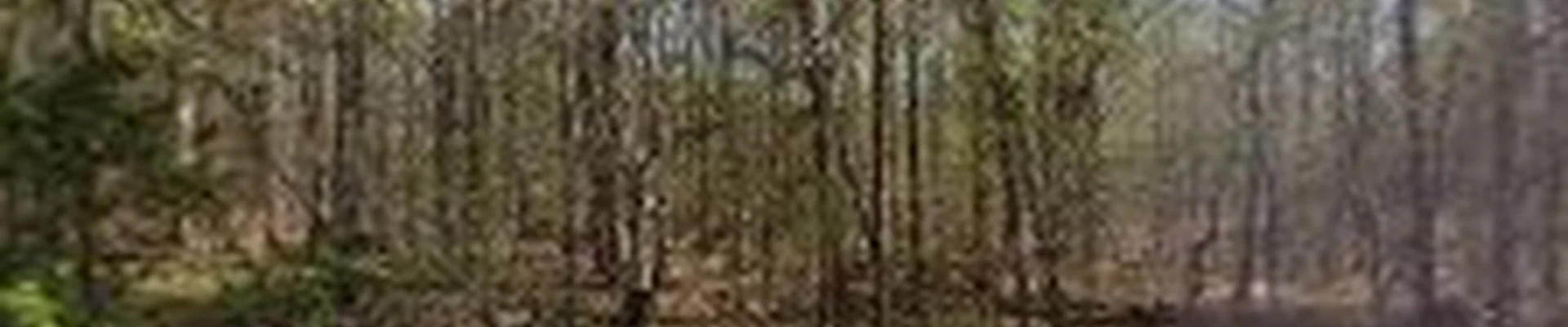 Shannon & Son's Tree Service