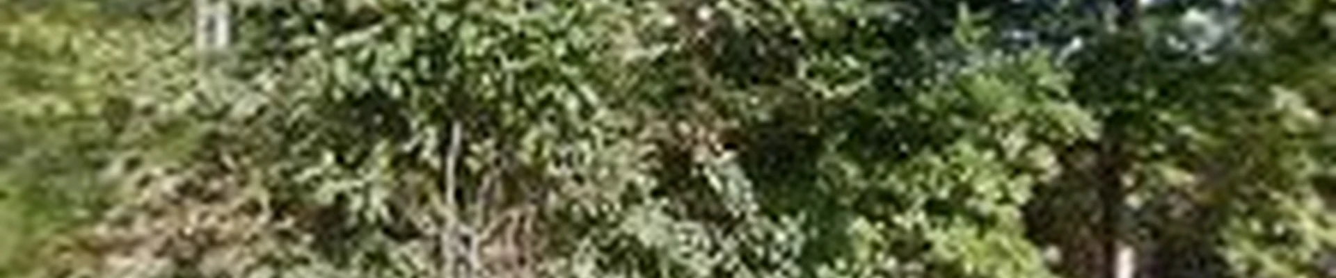A. Gonzalez Tree Services