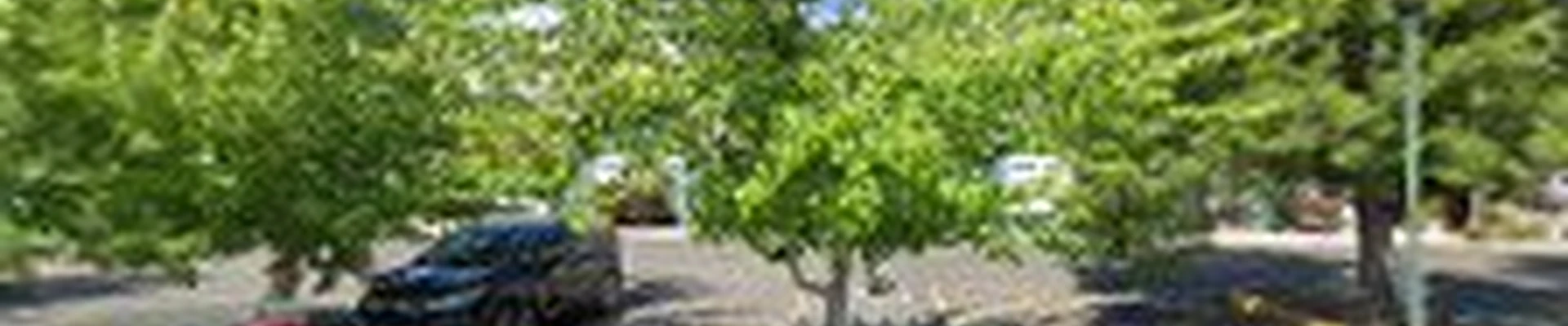 Black Tree Roofing LLC