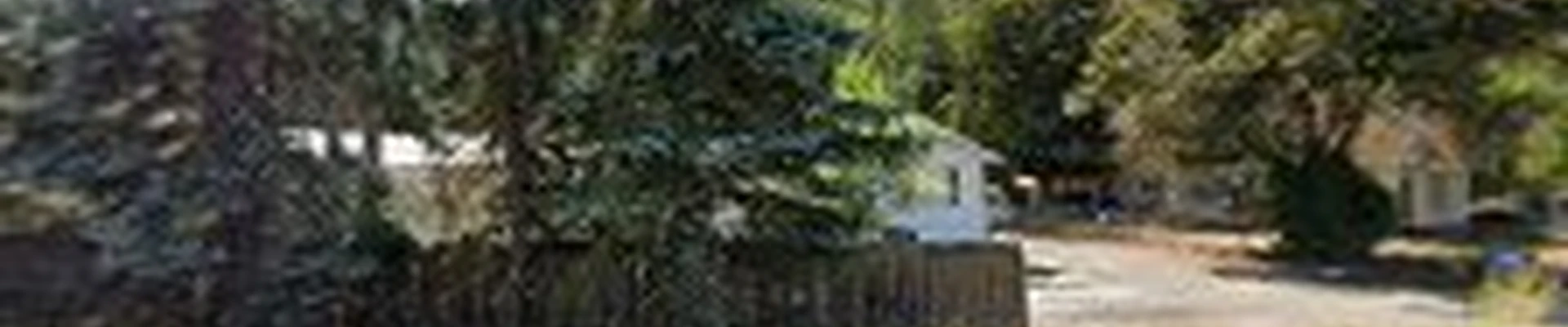 Tall Tree Of Eastern Washington