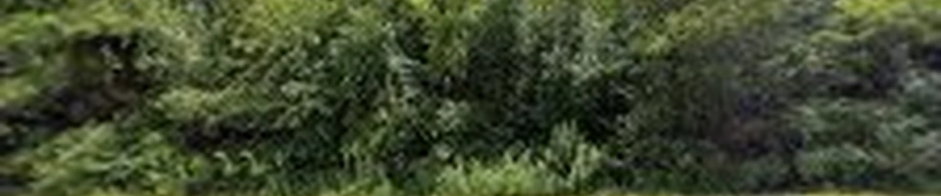 Bartlett Tree Experts