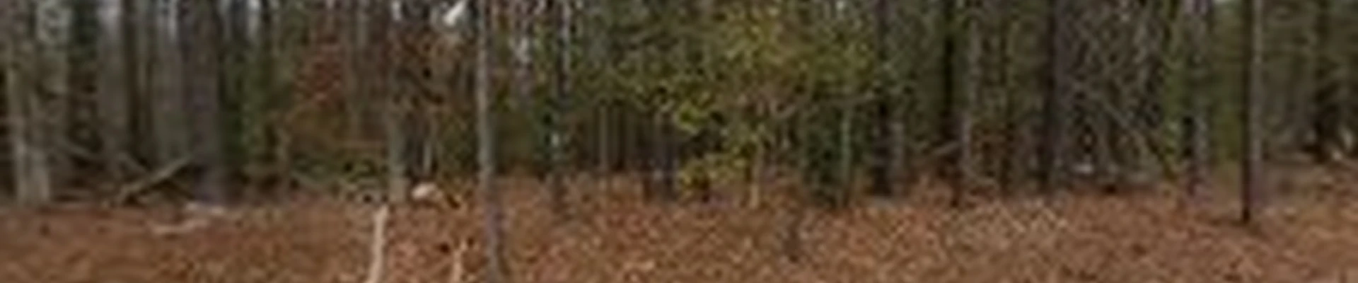 Wells Tree Services Inc.