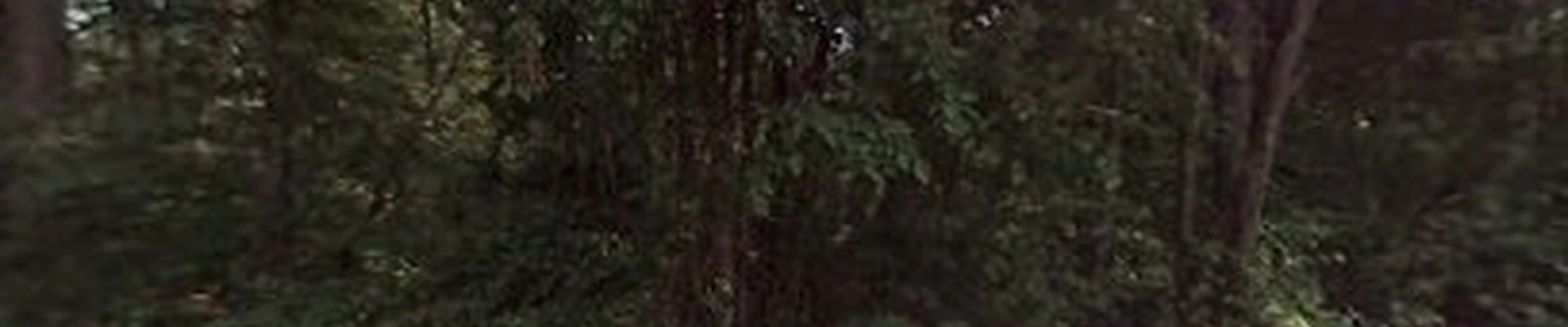 Avid Treecare