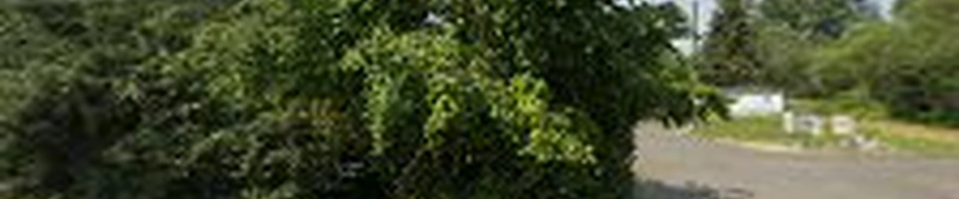 AJ's Tree Experts, LLC