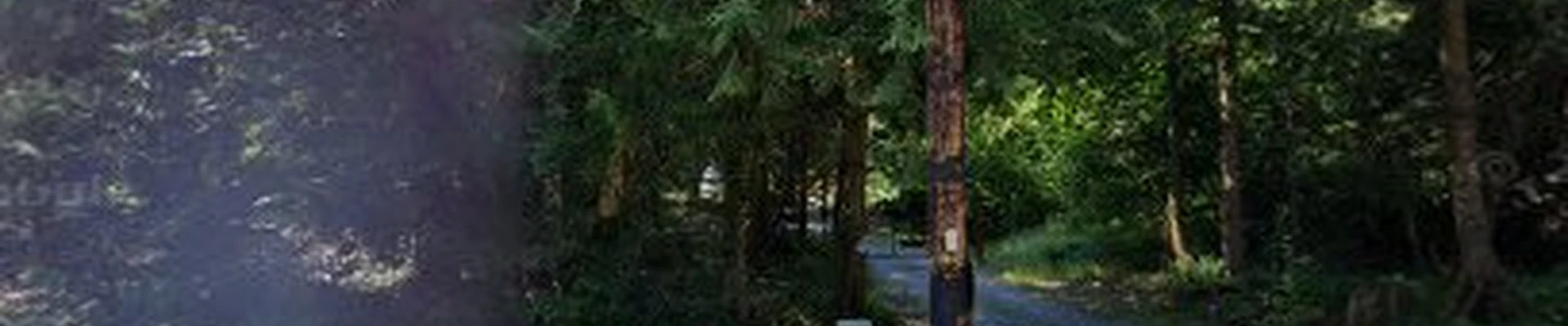 All Orting Tree Service Experts