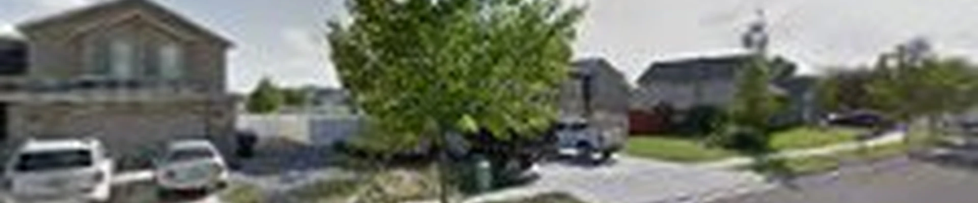 Alpine Arborists
