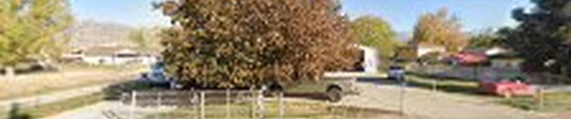 Professional Tree and Stump Removal & Roll Off Dumpsters