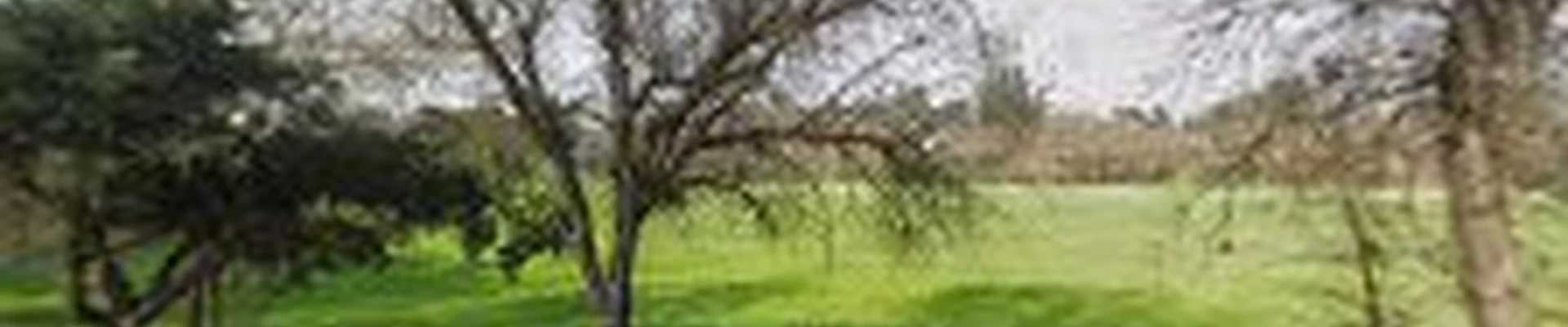 California Roots Tree & Landscape