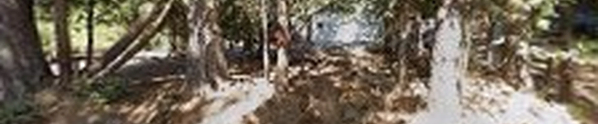 Twain Harte Tree Service