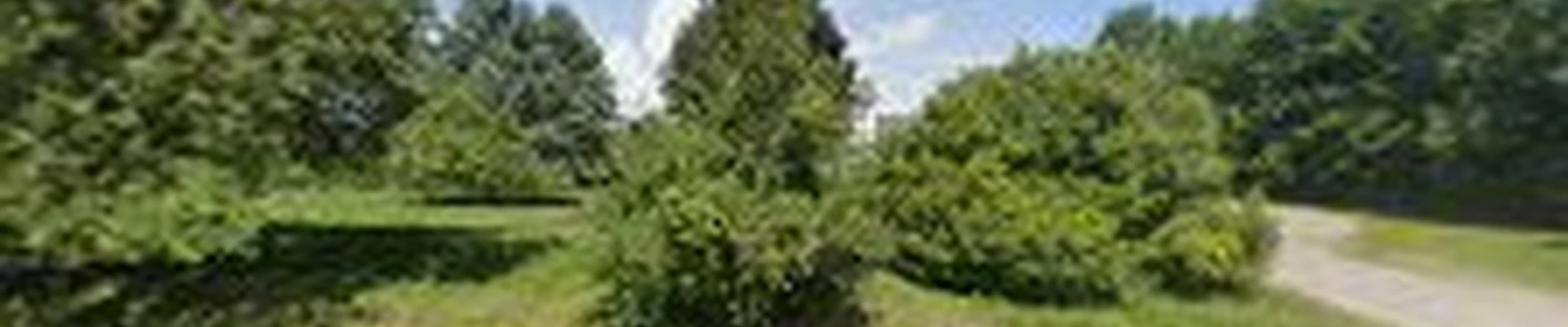 Cousins Tree LLC