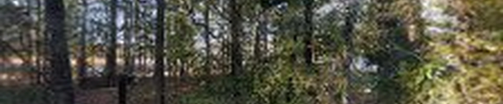 Fortson Tree Company