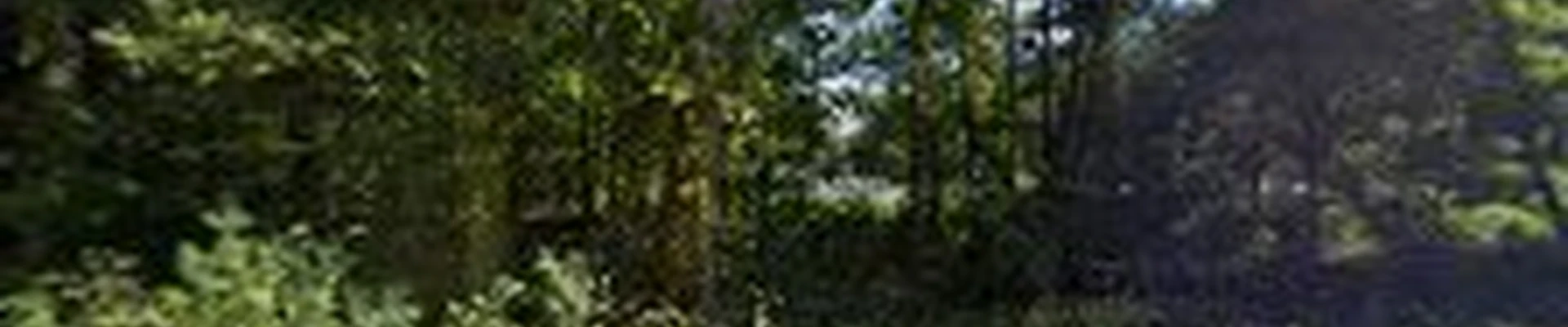 Green Valley Tree LLC