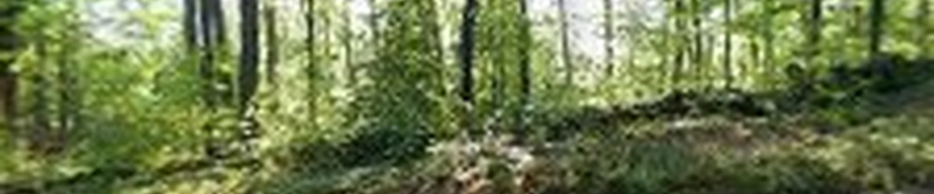 Nartowicz Tree Service