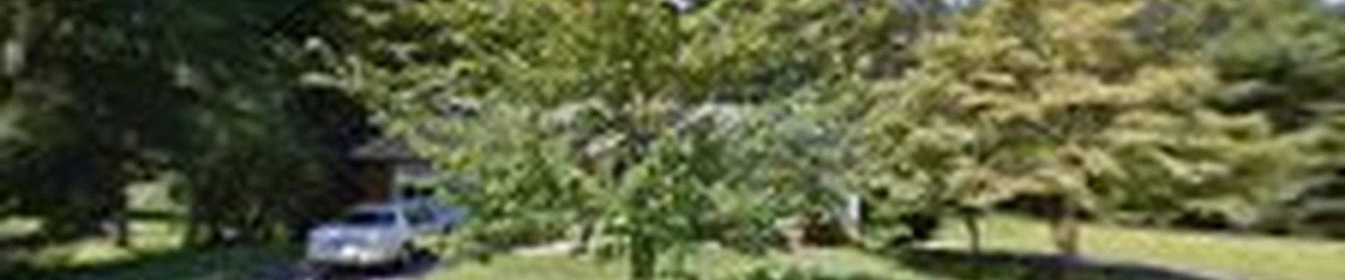 C's Tree Service