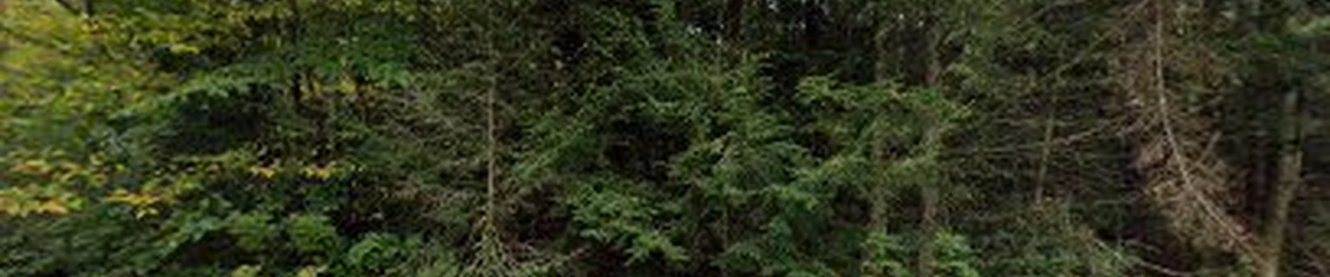 United Tree Service LLC