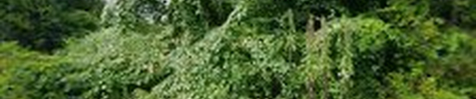 Elite Tree Inc