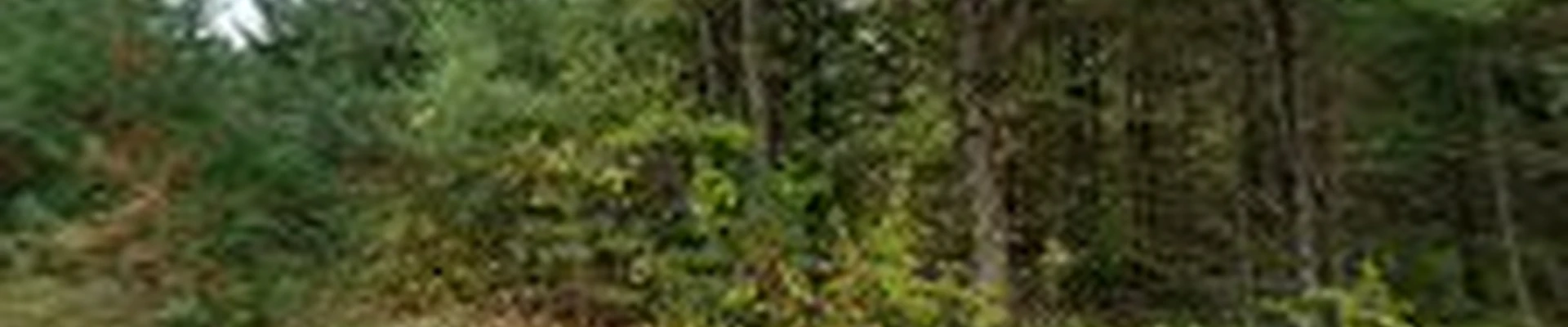 Morrison Tree and Landscape