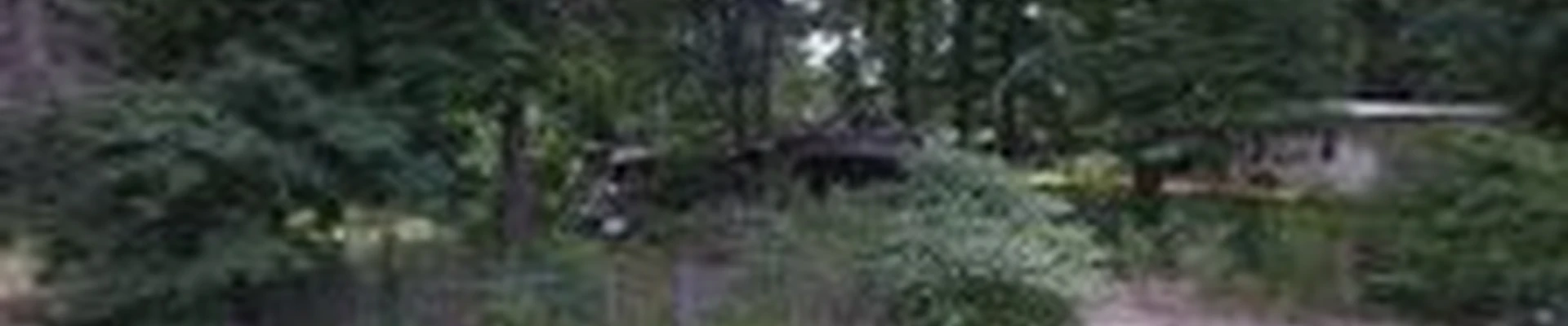 Watson Tree Removal