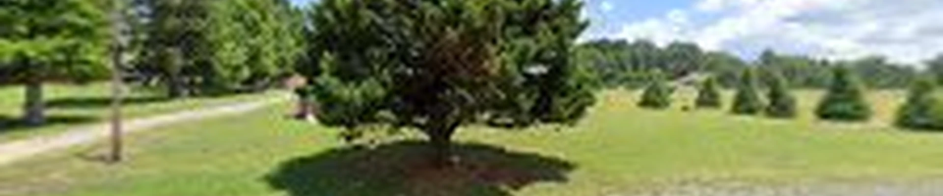 Bradbury Christmas Tree Farm
