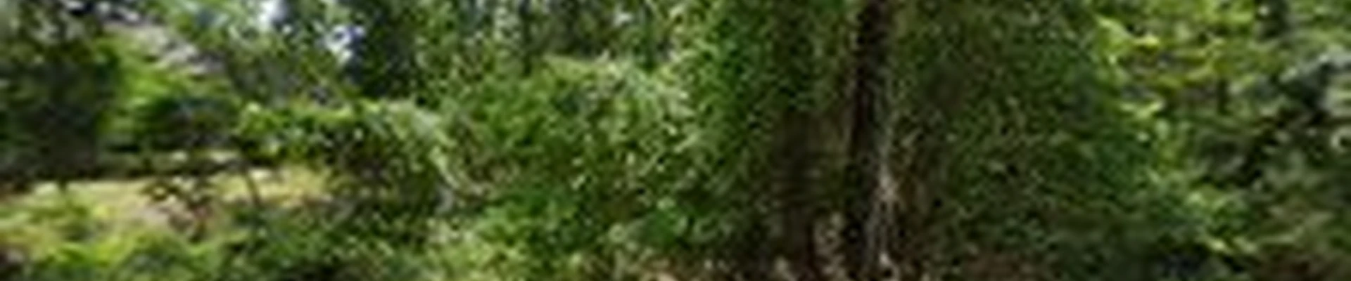 Southern Pines Tree Service