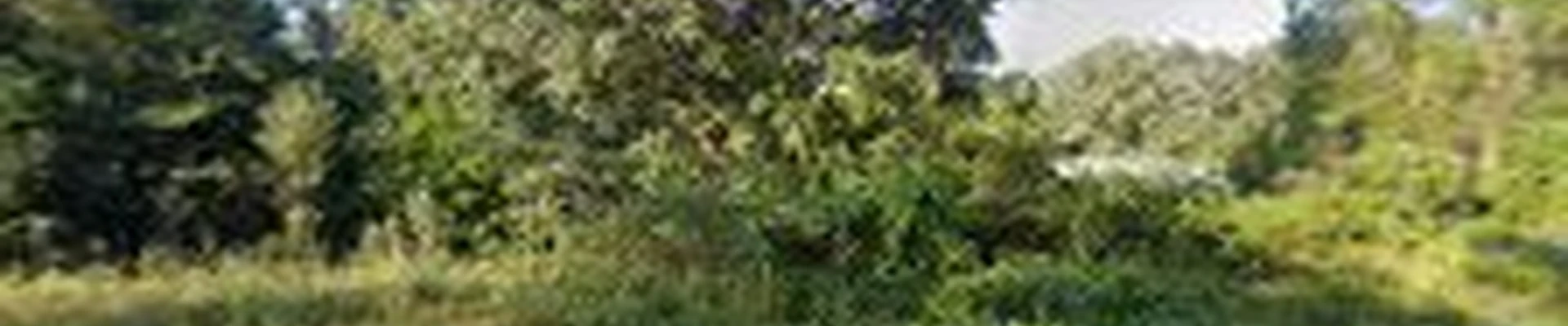 Abbott Tree solutions