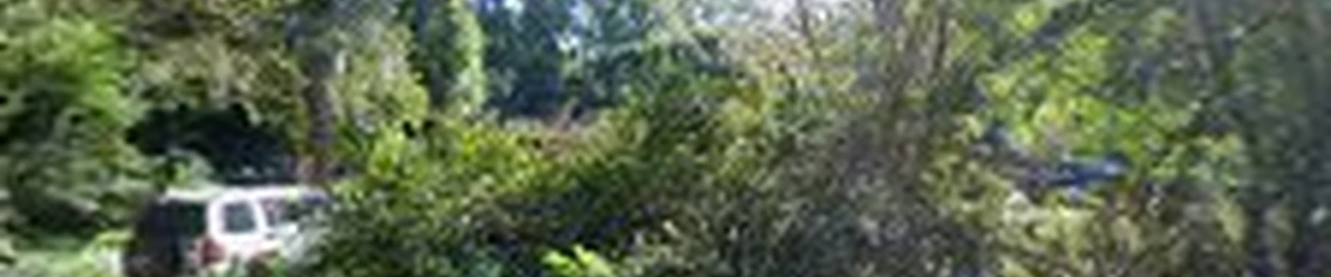 Cole Brackins Tree Service