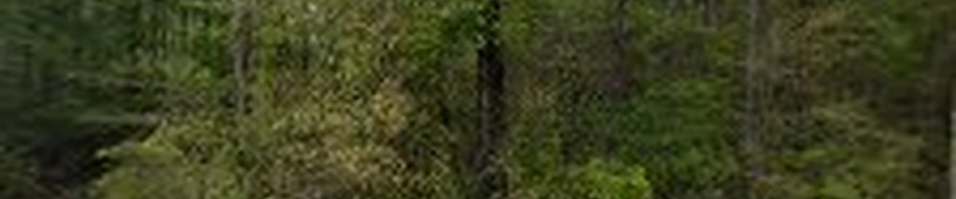 JD's Tree Service and Lawn Care