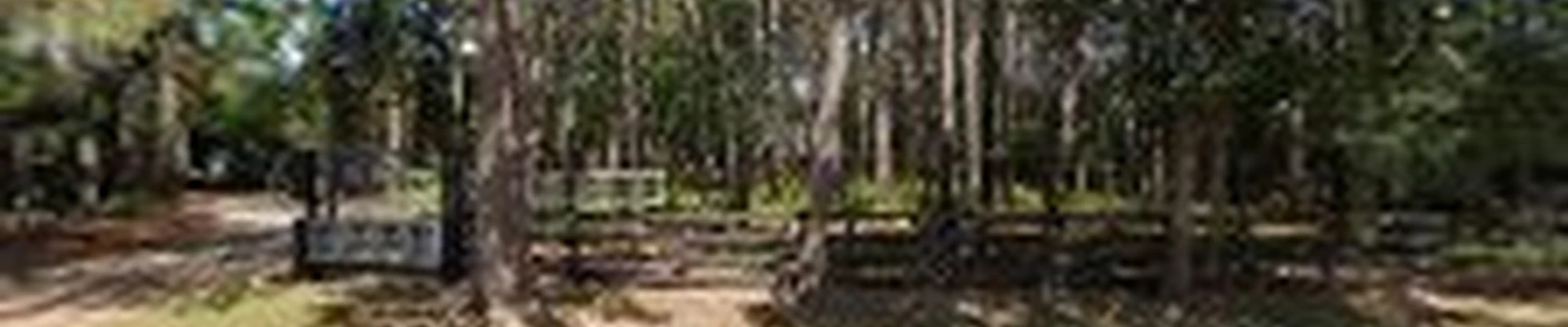 Environmental Design, Inc. - Nationwide Large Tree Moving Service