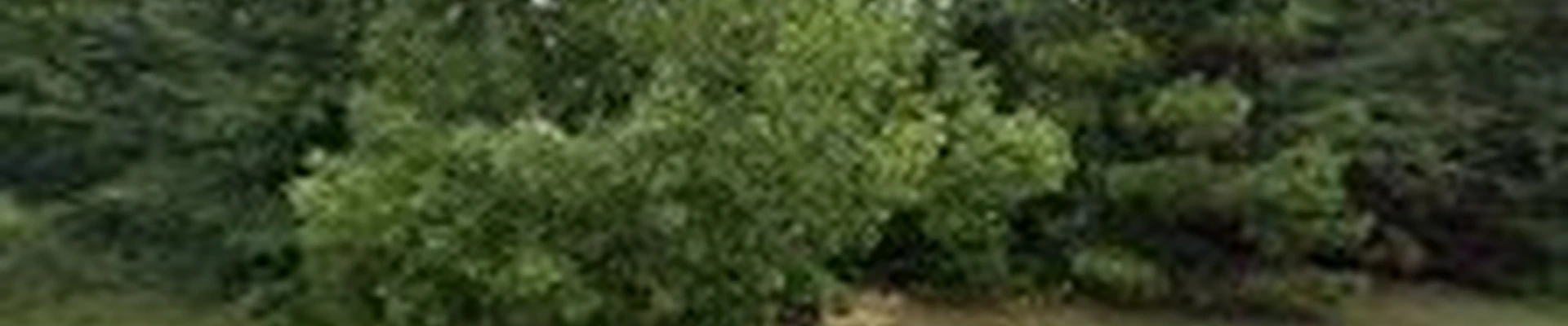Tree Specialist