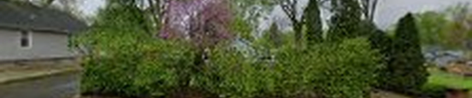 Rapid tree service