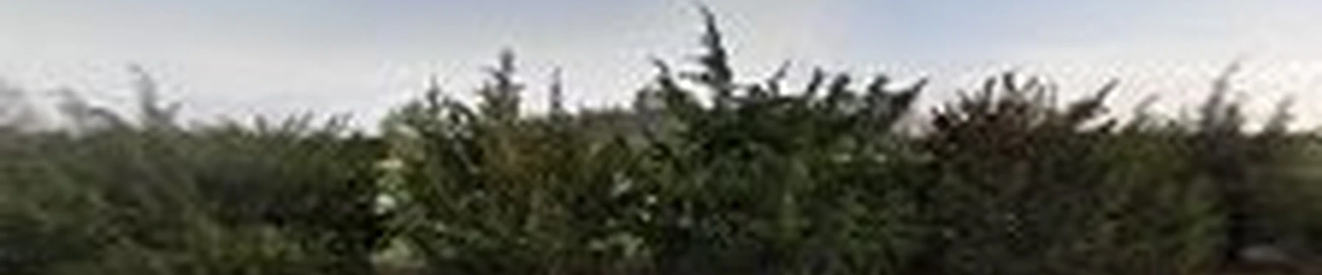 Pastwas Tree Service LLC