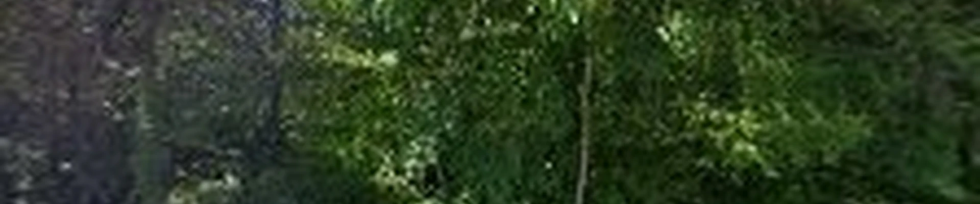 Low Cost Tree Service