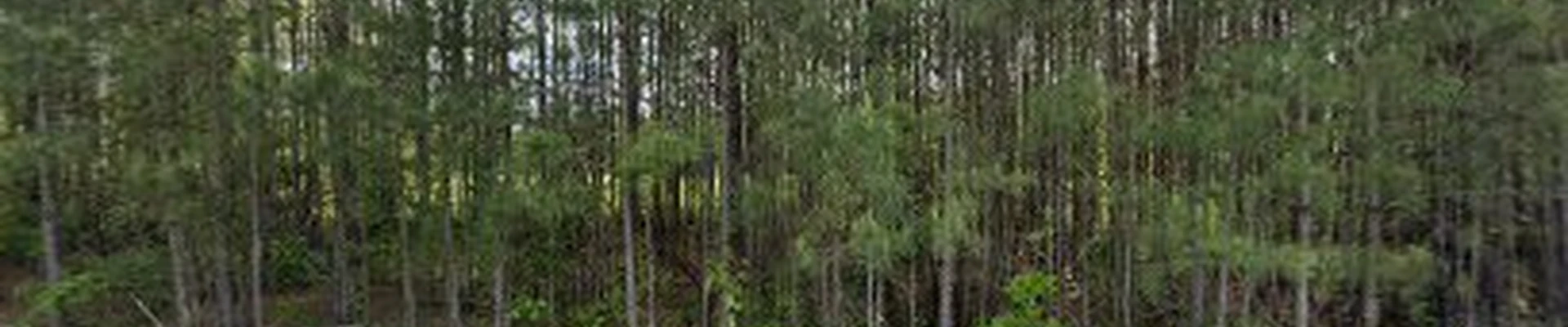 Seales Jason Tree & Stump Services