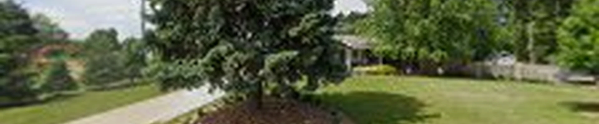 Old Growth Tree Services