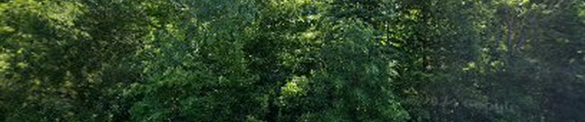 Steve & Trav's Tree Works