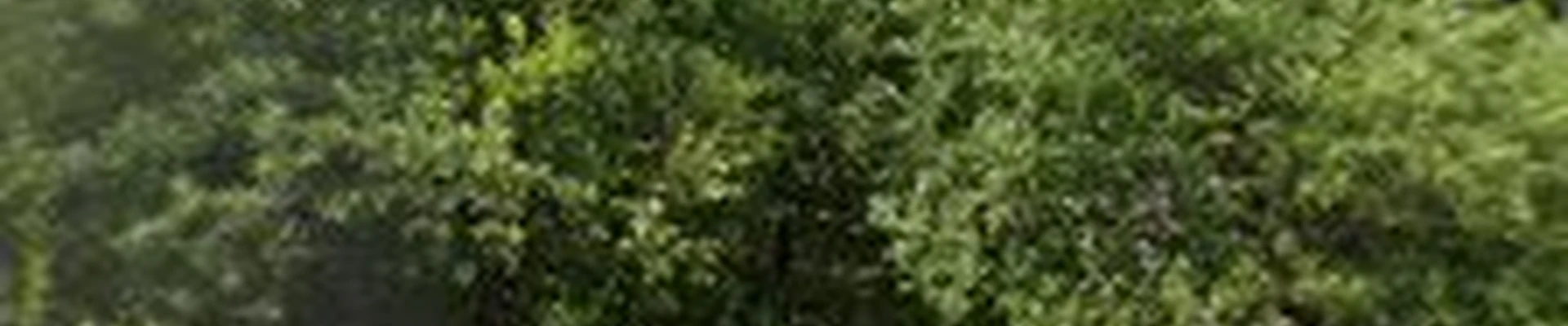 Totally Trees