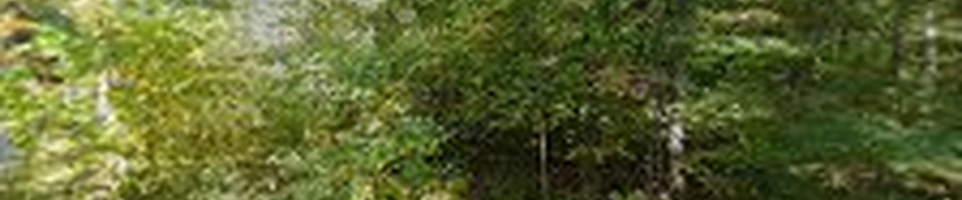 Rural Lakes Tree Service LLC